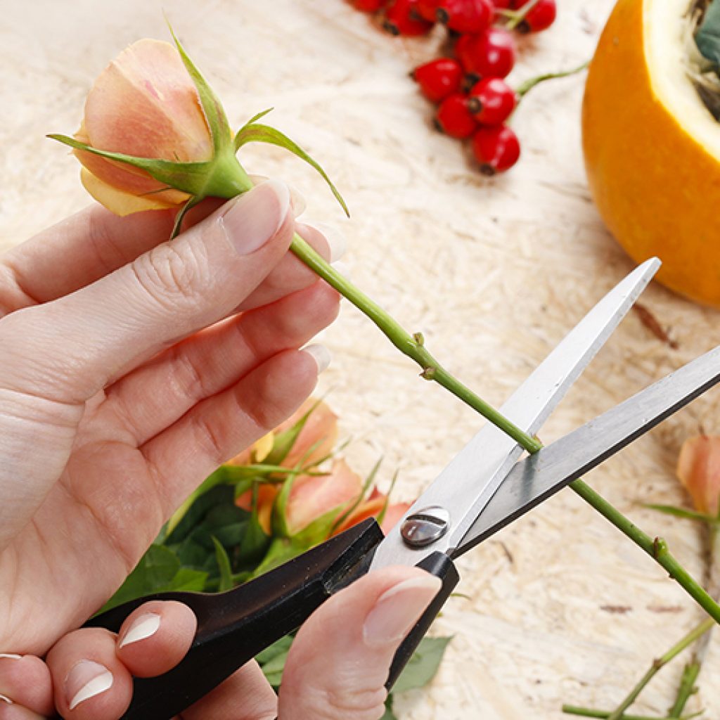 Cutting roses to be arranged into a pumkin for a Thanksgiving centerpiece